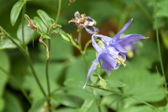 華北耬斗菜花盛開了