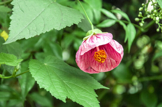 春天盛開(kāi)的無(wú)齒華苘麻花