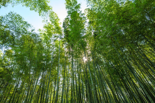陽光穿過竹林
