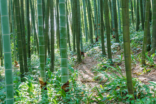 陽光穿過竹林