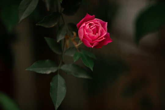 月季花薔薇花