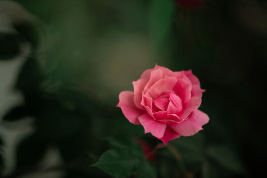 月季花薔薇花