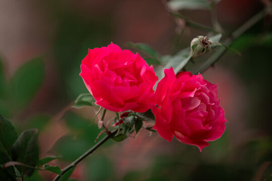 月季花薔薇花