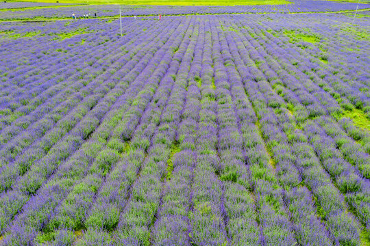 薰衣草花海