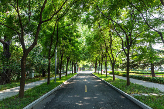 北京林蔭街道