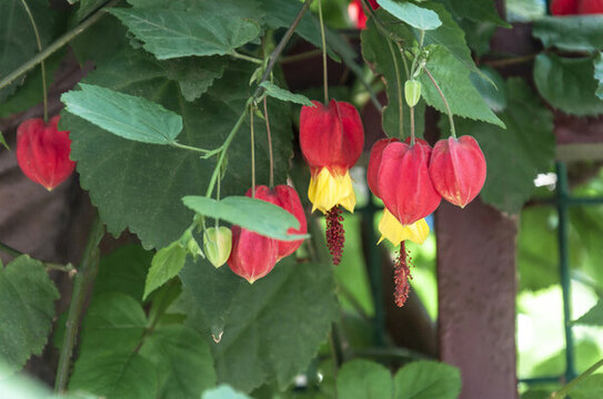 春天別墅小區(qū)盛開(kāi)的紅萼苘麻花