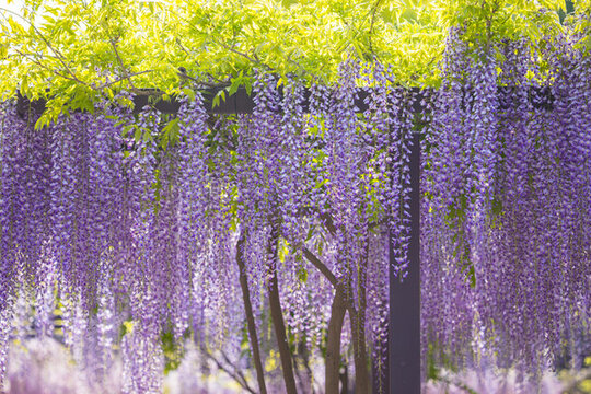 紫藤花