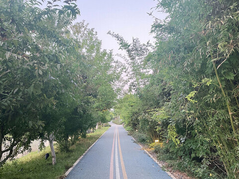 林蔭小路