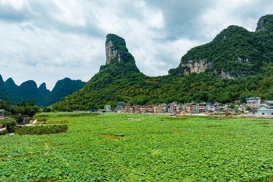 廣西荔浦打造荷塘生態(tài)園引客來(lái)