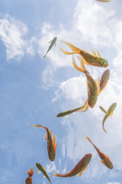金魚在天空中游弋