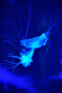 上海水族館內(nèi)水母