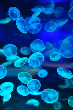 上海水族館內(nèi)水母