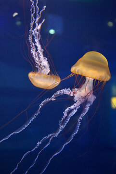 上海水族館水母
