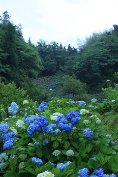 漫山遍野繡球花