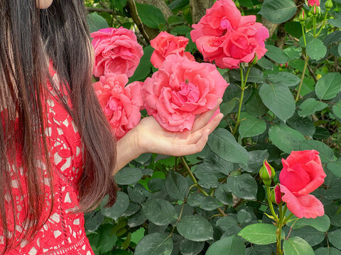 在玫瑰花叢中拍照的美女