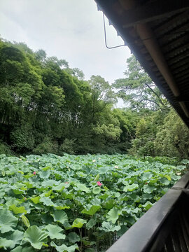 荷花