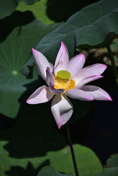 荷花