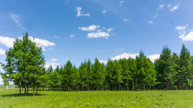 烏蘭布統(tǒng)樹(shù)林風(fēng)光
