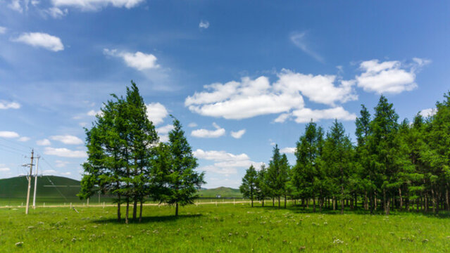 烏蘭布統(tǒng)樹林風(fēng)光