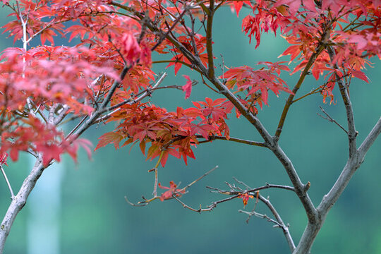 紅葉春天