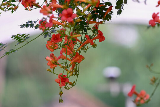 凌霄花春天花開