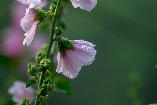 春天蜀葵花開