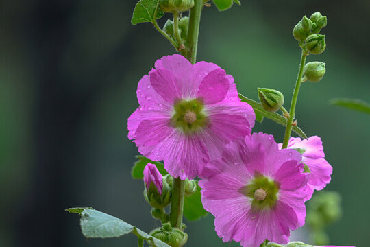 蜀葵花