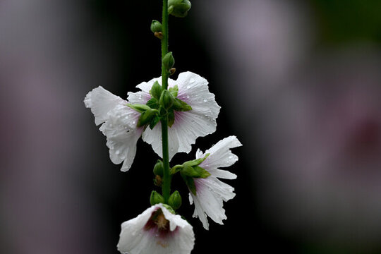 蜀葵花