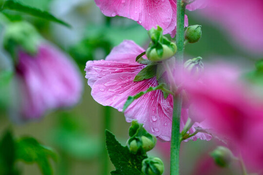蜀葵花
