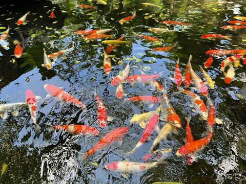 錦鯉
