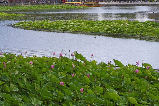 北海公園
