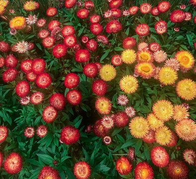 臘菊花叢背景圖
