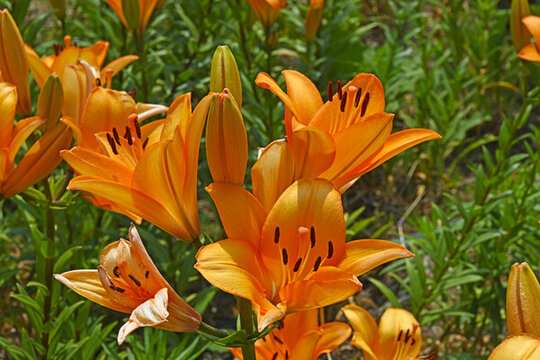 百合花