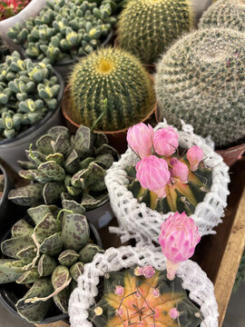 仙人球花