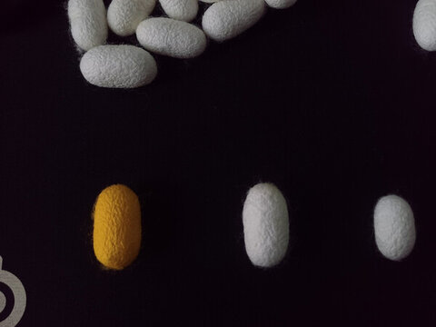 黃金繭與蠶繭