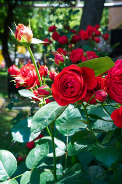 月季花園