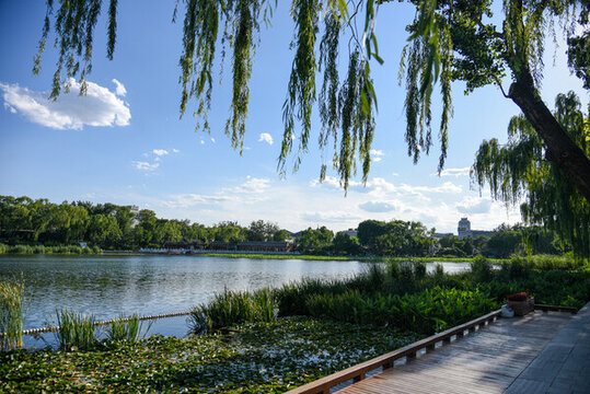 北京什剎海西海濕地公園生態(tài)風(fēng)光