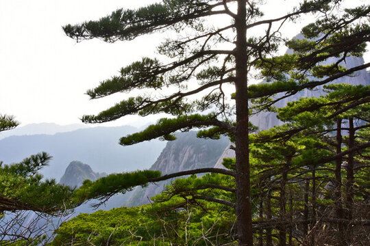 黃山景色