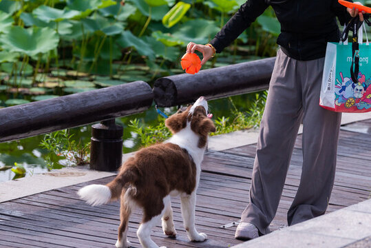牧羊犬