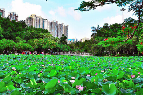 洪湖公園美景