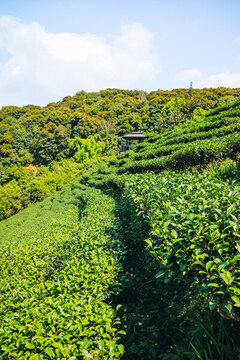 河源鷹峰山有機(jī)茶園
