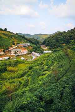 河源鷹峰山有機(jī)茶園