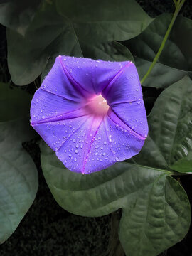 牽牛花