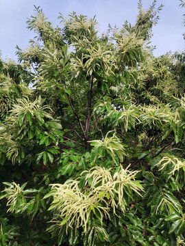 橡樹(shù)花
