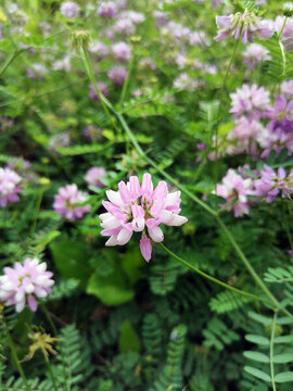 繡球小冠花