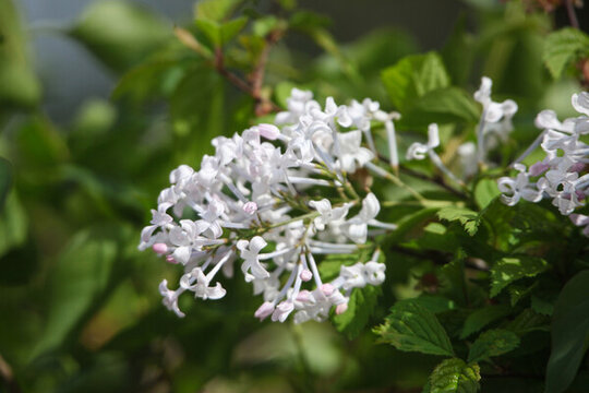丁香花