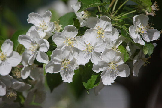 山丁子花