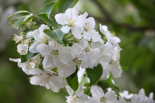 丁香花