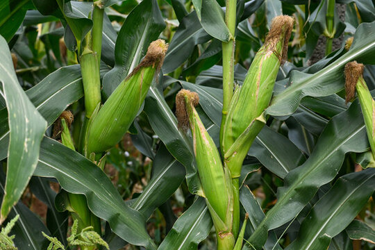 農(nóng)業(yè)糧食種植綠色植物玉米棒