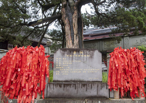 唐代柏樹